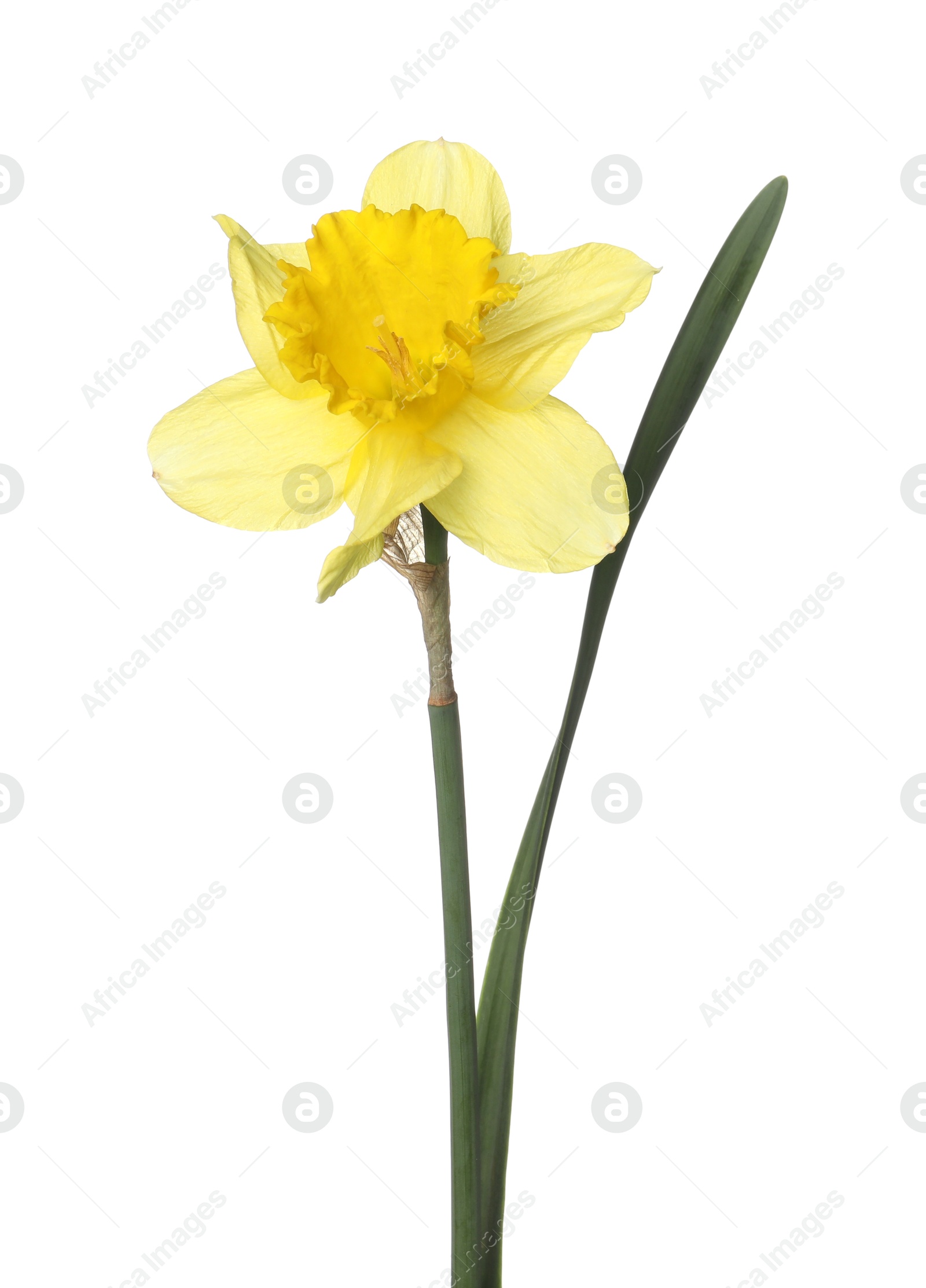 One beautiful yellow daffodil isolated on white Photo of One beautiful yellow daffodil isolated on white