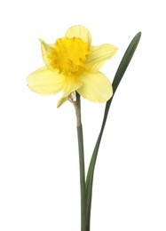 Photo of One beautiful yellow daffodil isolated on white