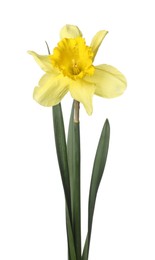 Photo of One beautiful yellow daffodil isolated on white