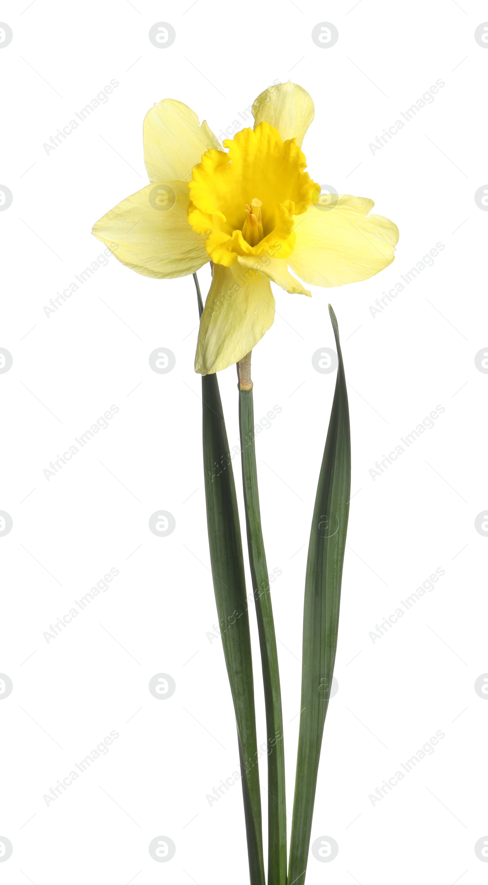One beautiful yellow daffodil isolated on white Photo of One beautiful yellow daffodil isolated on white
