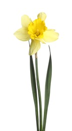 Photo of One beautiful yellow daffodil isolated on white