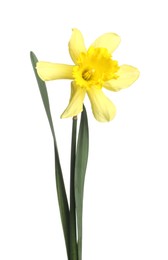 Photo of One beautiful yellow daffodil isolated on white