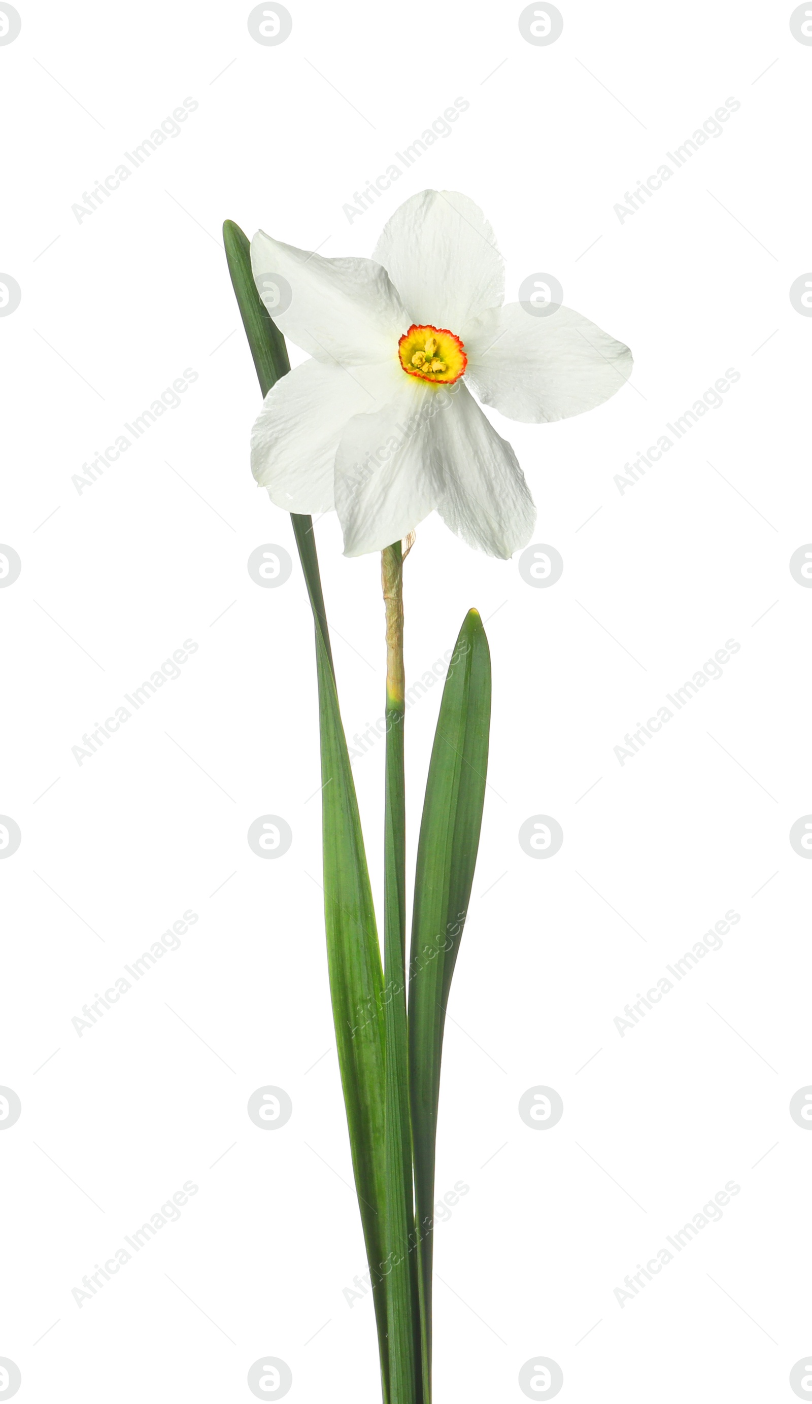 One beautiful daffodil with leaves isolated on white Photo of One beautiful daffodil with leaves isolated on white