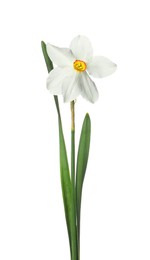 Photo of One beautiful daffodil with leaves isolated on white