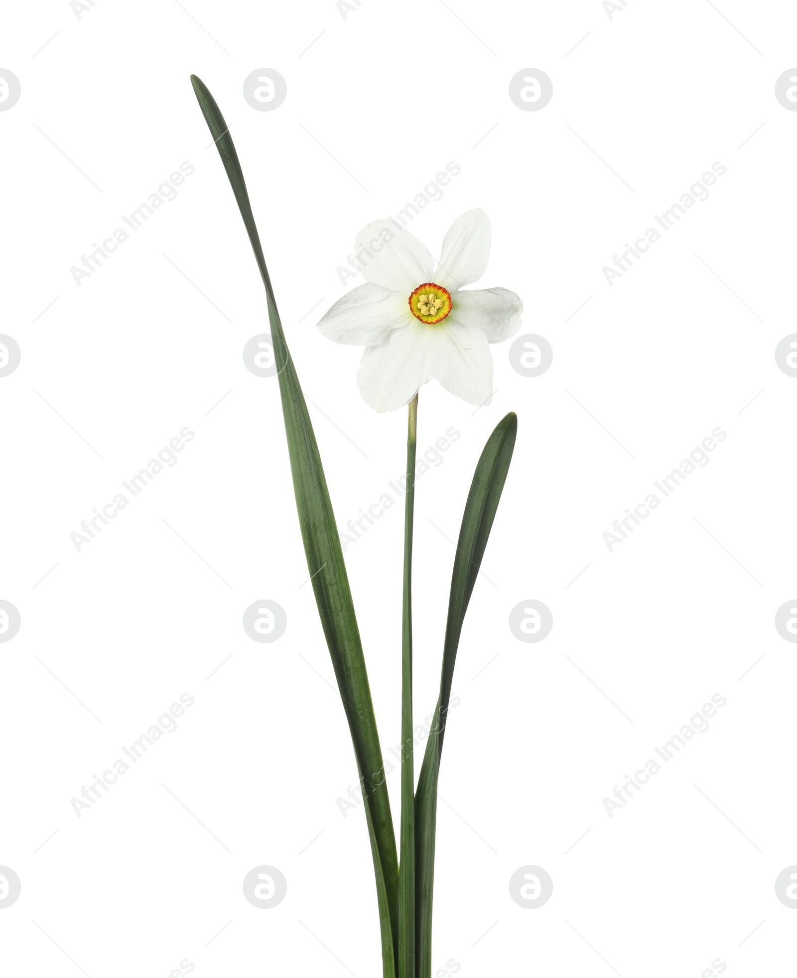 One beautiful daffodil with leaves isolated on white Photo of One beautiful daffodil with leaves isolated on white