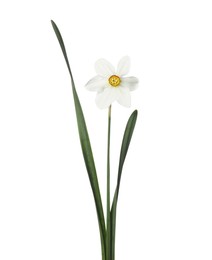 Photo of One beautiful daffodil with leaves isolated on white