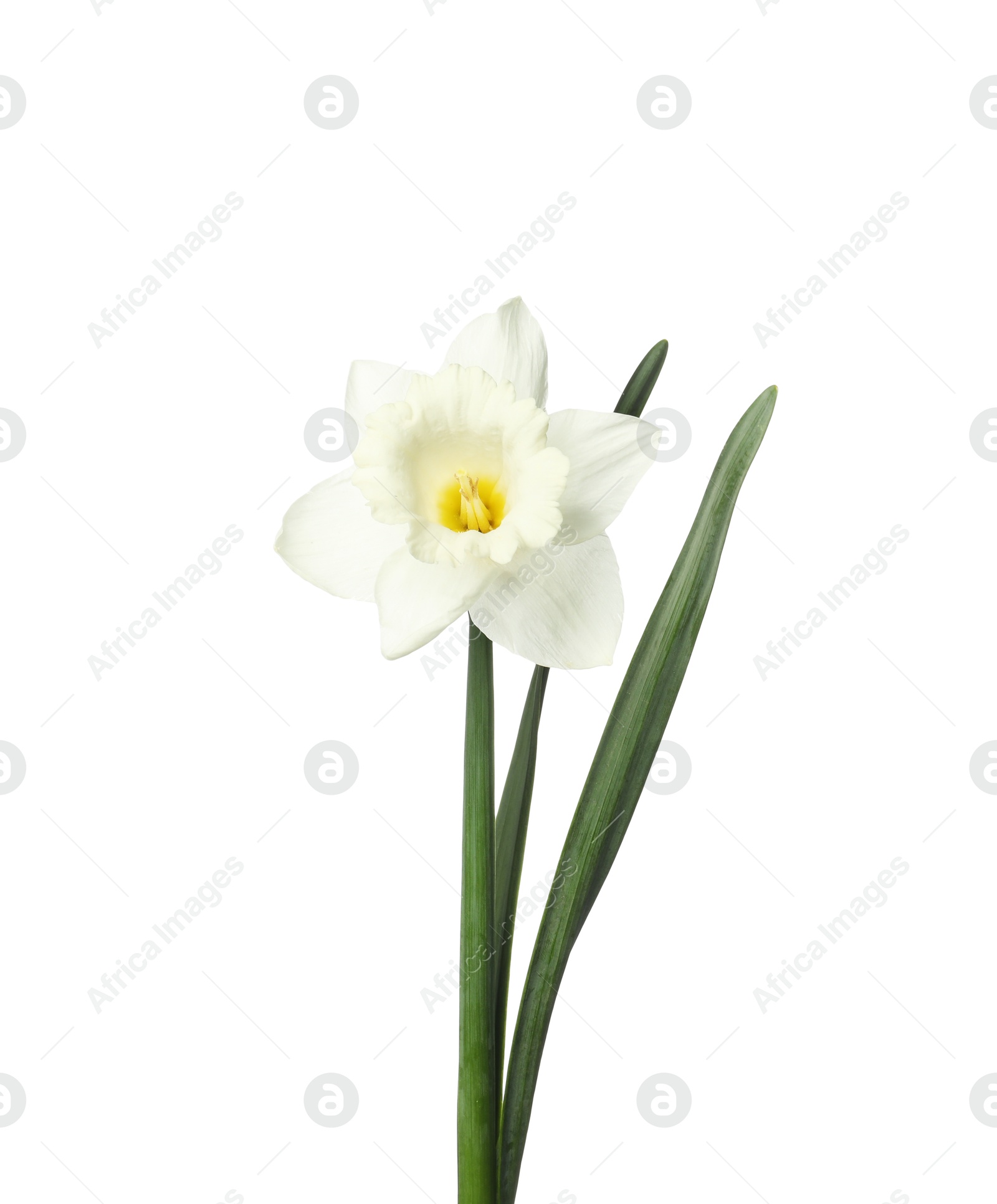One beautiful daffodil with leaves isolated on white Photo of One beautiful daffodil with leaves isolated on white