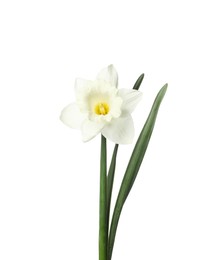 Photo of One beautiful daffodil with leaves isolated on white
