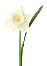 Photo of One beautiful daffodil with leaf isolated on white