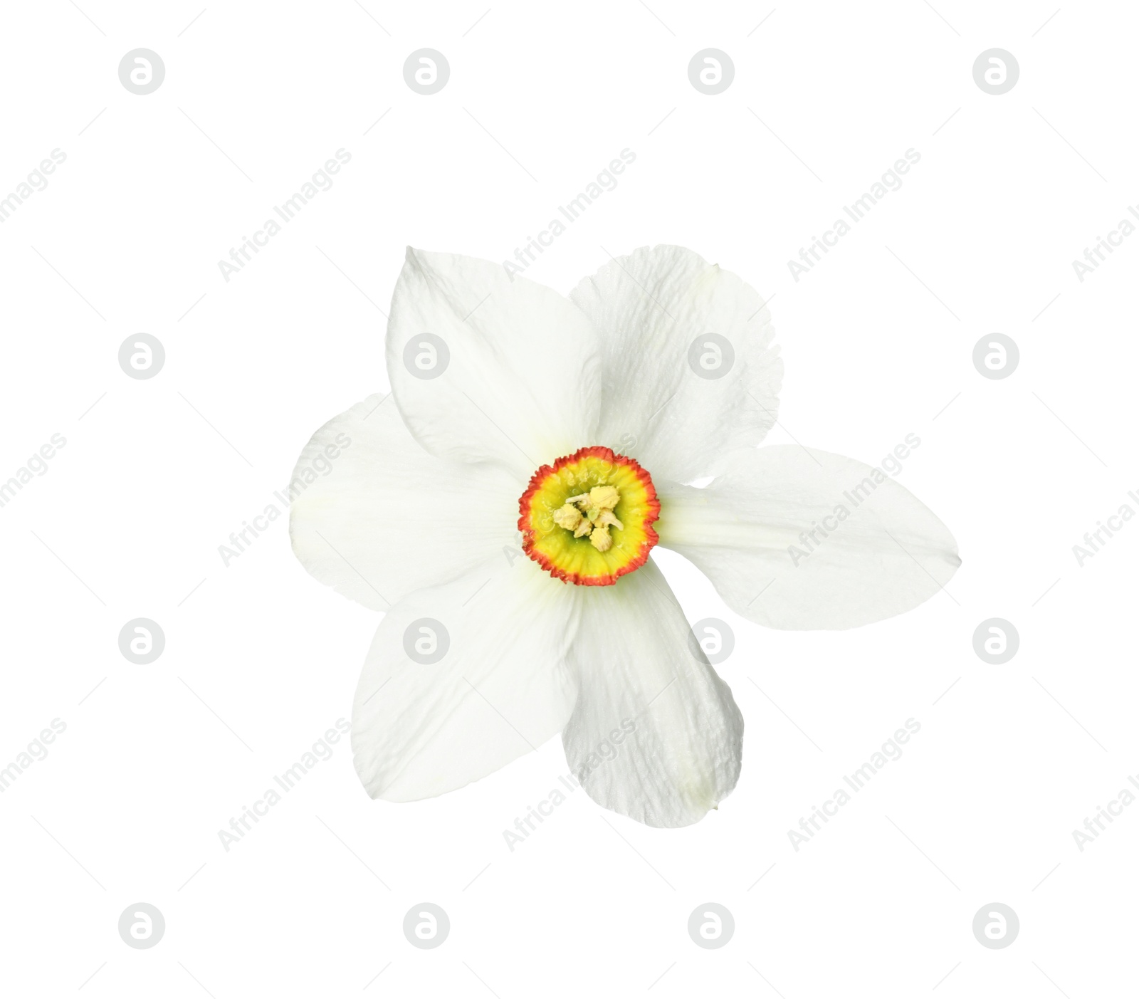 One beautiful daffodil flower isolated on white Photo of One beautiful daffodil flower isolated on white