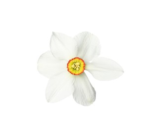 Photo of One beautiful daffodil flower isolated on white