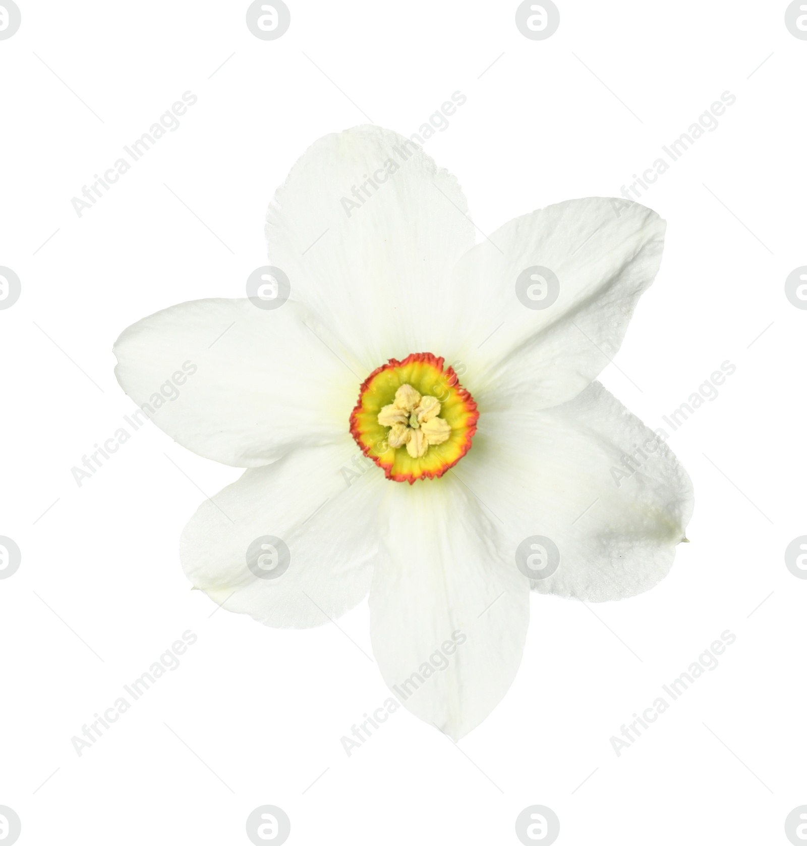 One beautiful daffodil flower isolated on white Photo of One beautiful daffodil flower isolated on white
