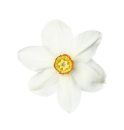 Photo of One beautiful daffodil flower isolated on white