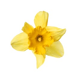 Photo of One beautiful daffodil flower isolated on white