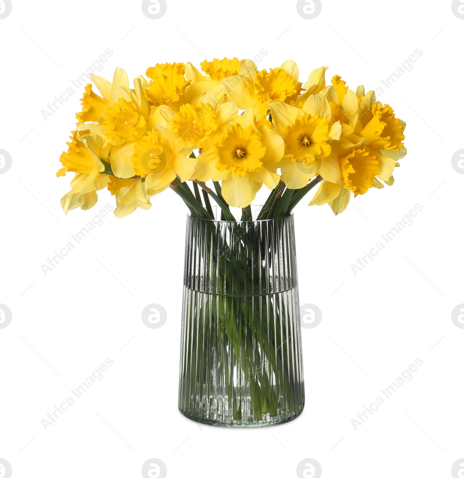 Yellow daffodils in vase isolated on white Photo of Yellow daffodils in vase isolated on white