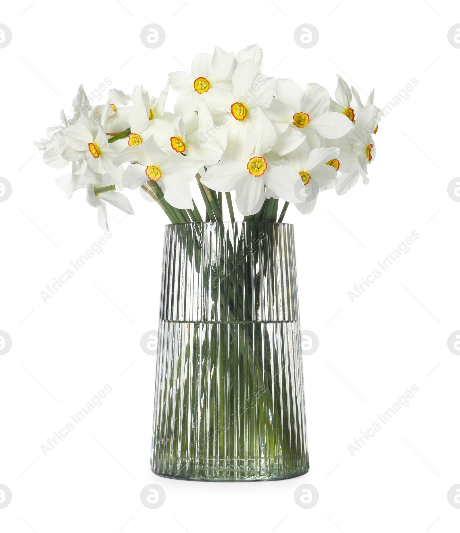 Beautiful daffodils in vase isolated on white Photo of Beautiful daffodils in vase isolated on white