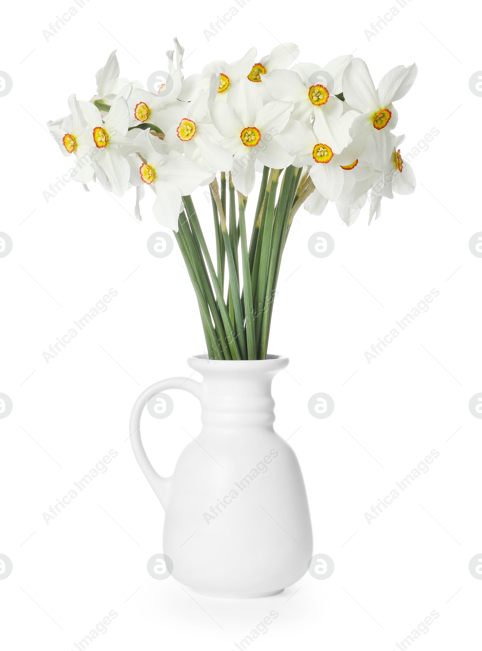 Beautiful daffodils in vase isolated on white Photo of Beautiful daffodils in vase isolated on white