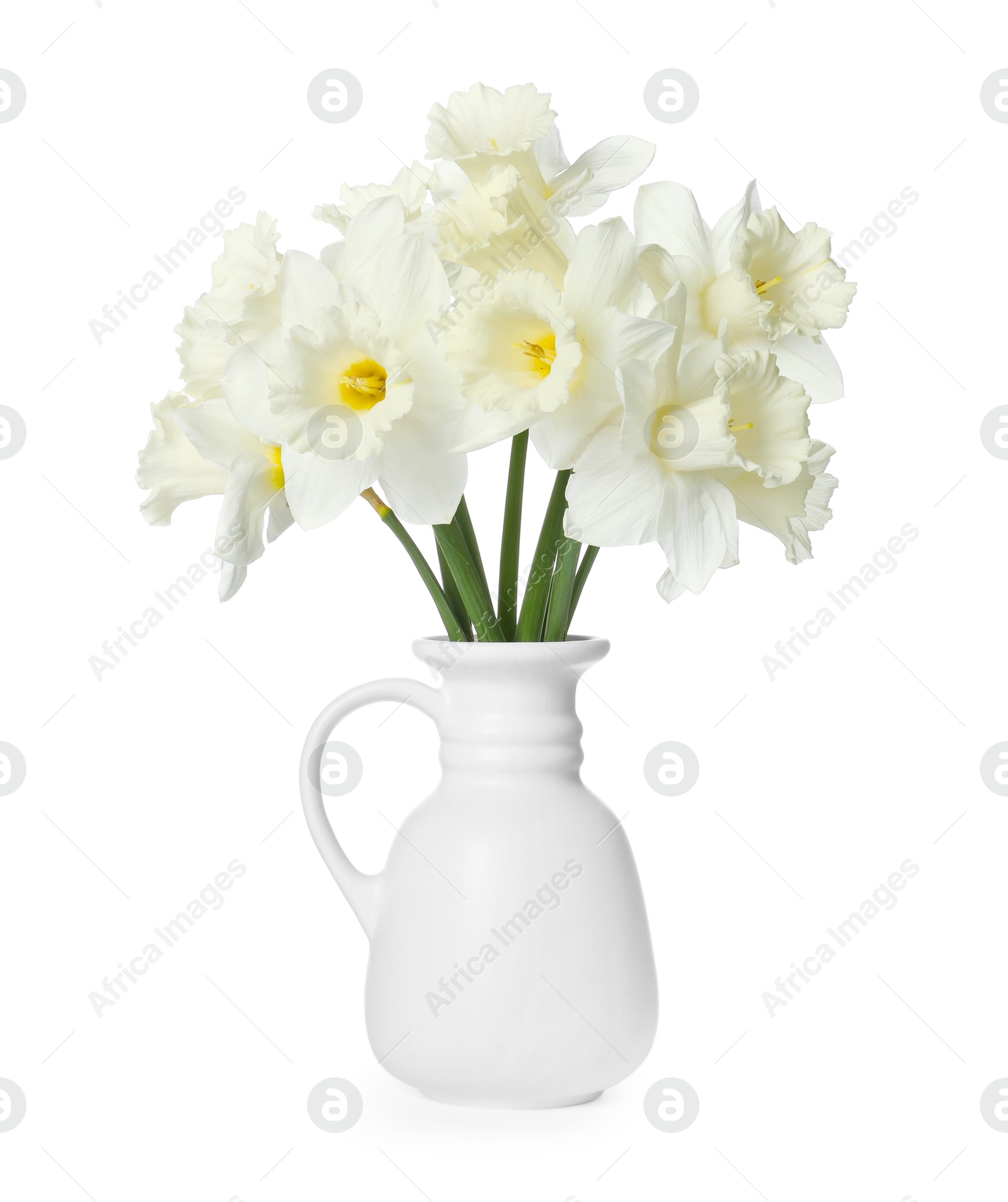 Beautiful daffodils in vase isolated on white Photo of Beautiful daffodils in vase isolated on white