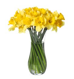 Photo of Yellow daffodils in vase isolated on white
