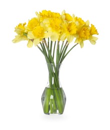 Photo of Yellow daffodils in vase isolated on white