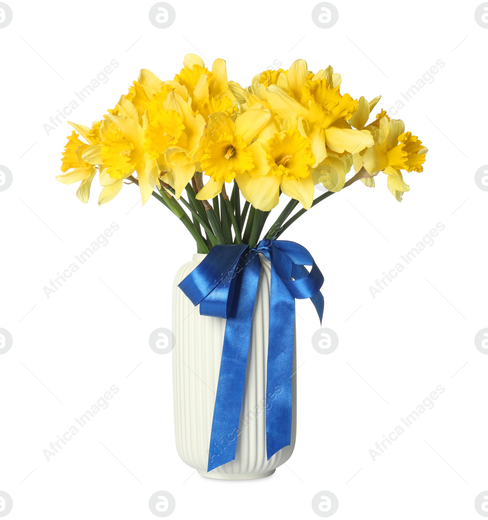 Yellow daffodils with ribbon in vase isolated on white Photo of Yellow daffodils with ribbon in vase isolated on white