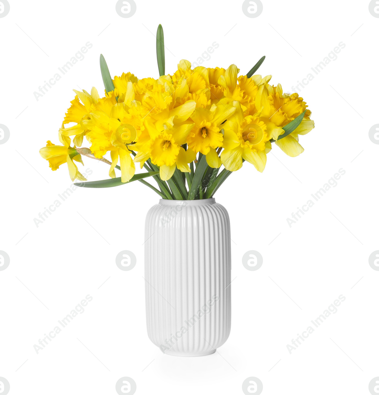 Yellow daffodils in vase isolated on white Photo of Yellow daffodils in vase isolated on white