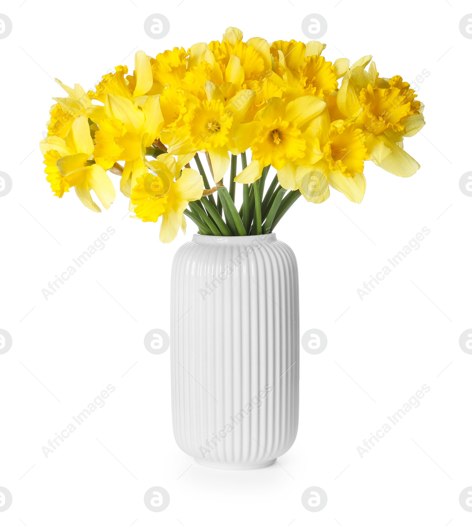 Yellow daffodils in vase isolated on white Photo of Yellow daffodils in vase isolated on white