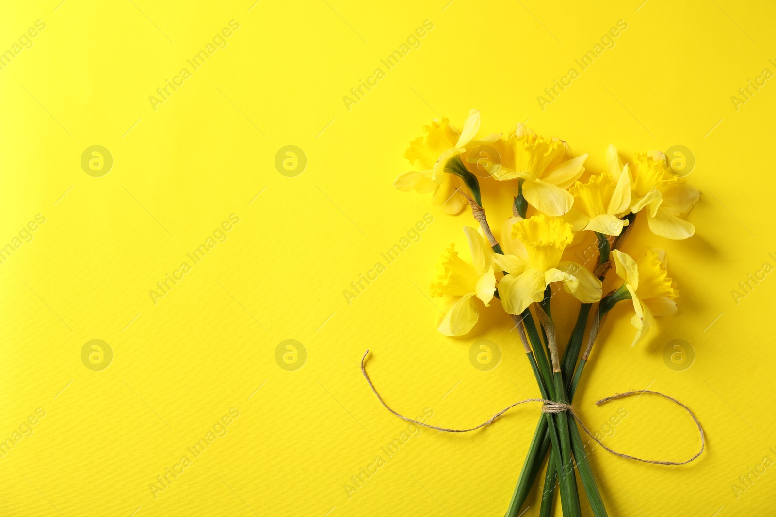 Bunch of beautiful daffodils on yellow background, top view. Space for text Photo of Bunch of beautiful daffodils on yellow background, top view. Space for text