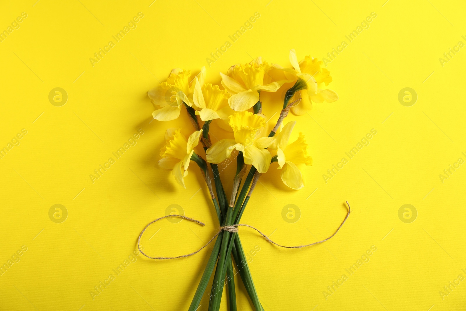 Bunch of beautiful daffodils on yellow background, top view Photo of Bunch of beautiful daffodils on yellow background, top view