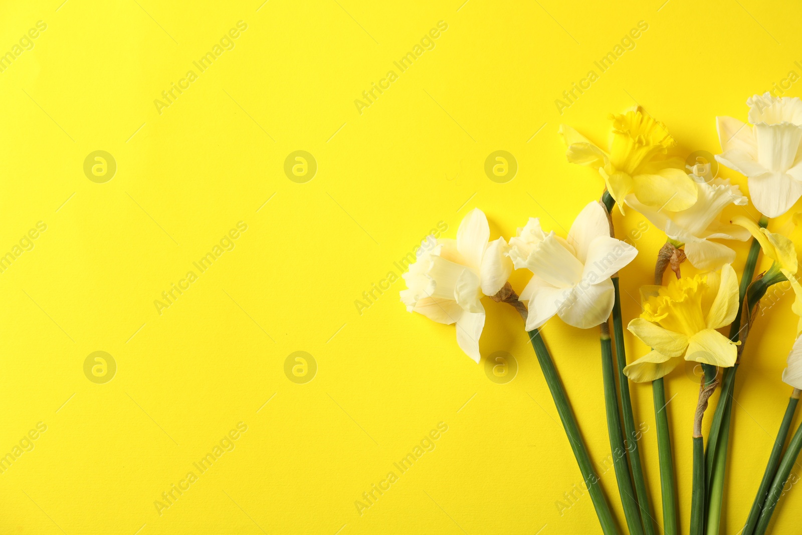 Beautiful daffodils on yellow background, flat lay. Space for text Photo of Beautiful daffodils on yellow background, flat lay. Space for text