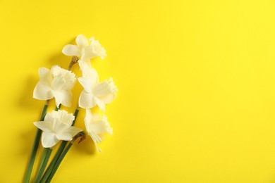 Photo of Beautiful daffodils on yellow background, flat lay. Space for text