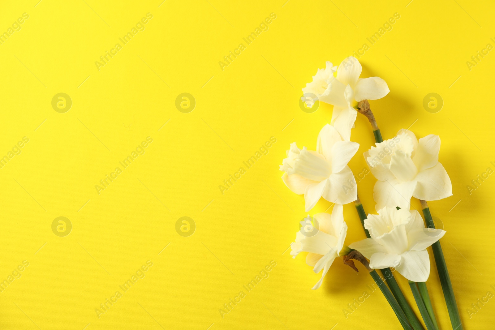 Beautiful daffodils on yellow background, flat lay. Space for text Photo of Beautiful daffodils on yellow background, flat lay. Space for text