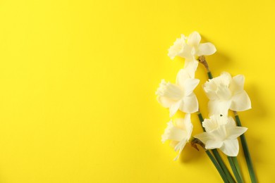 Photo of Beautiful daffodils on yellow background, flat lay. Space for text