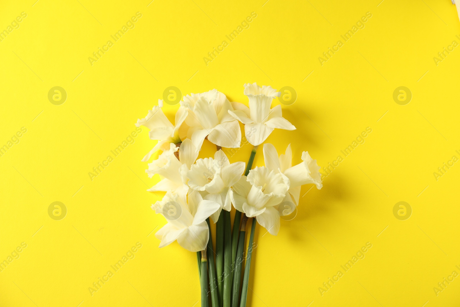 Beautiful daffodils on yellow background, flat lay Photo of Beautiful daffodils on yellow background, flat lay