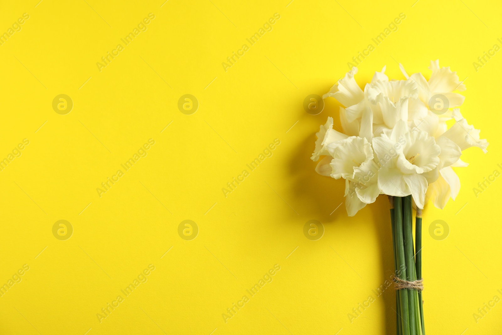 Bunch of beautiful daffodils on yellow background, top view. Space for text Photo of Bunch of beautiful daffodils on yellow background, top view. Space for text