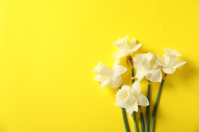Photo of Beautiful daffodils on yellow background, flat lay. Space for text