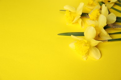 Photo of Beautiful daffodils on yellow background. Space for text