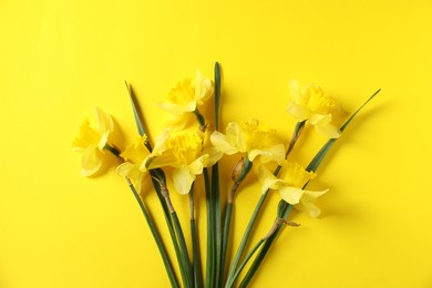 Photo of Beautiful daffodils on yellow background, flat lay