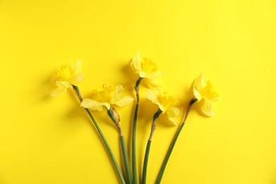 Photo of Beautiful daffodils on yellow background, flat lay