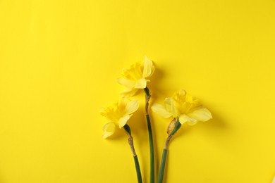 Photo of Beautiful daffodils on yellow background, flat lay