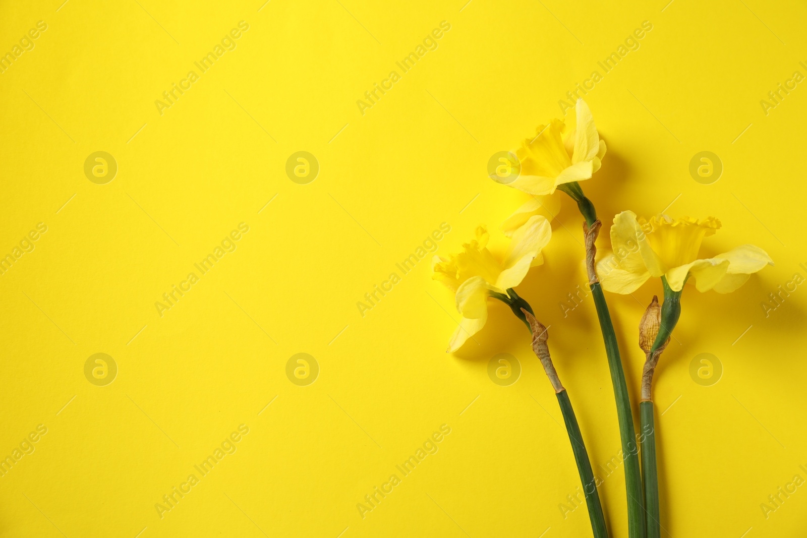 Beautiful daffodils on yellow background, flat lay. Space for text Photo of Beautiful daffodils on yellow background, flat lay. Space for text