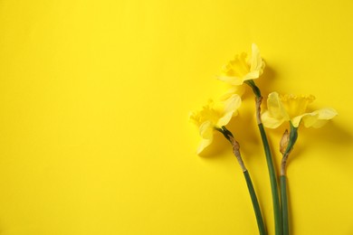 Photo of Beautiful daffodils on yellow background, flat lay. Space for text