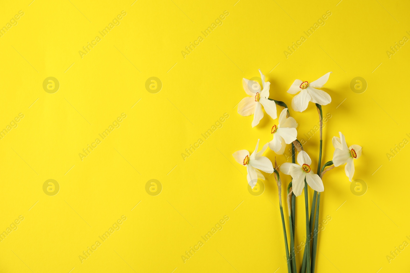 Beautiful daffodils on yellow background, flat lay. Space for text Photo of Beautiful daffodils on yellow background, flat lay. Space for text
