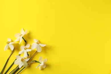 Photo of Beautiful daffodils on yellow background, flat lay. Space for text