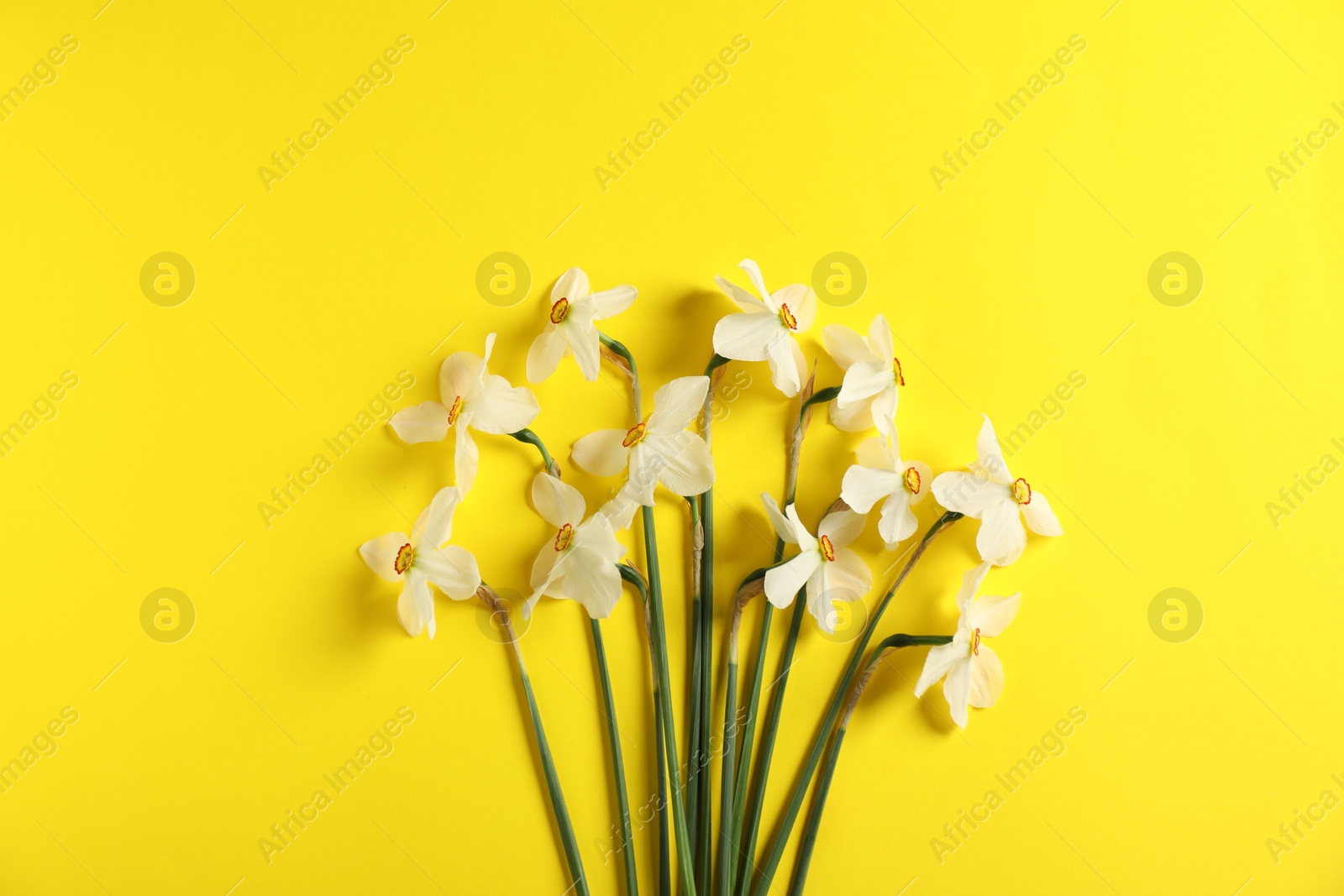 Beautiful daffodils on yellow background, flat lay Photo of Beautiful daffodils on yellow background, flat lay
