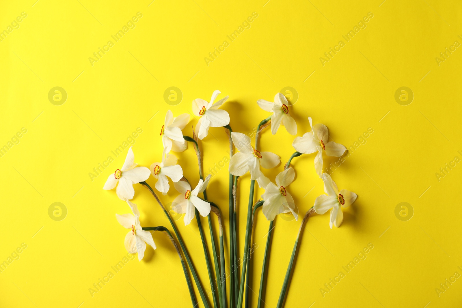 Beautiful daffodils on yellow background, flat lay Photo of Beautiful daffodils on yellow background, flat lay