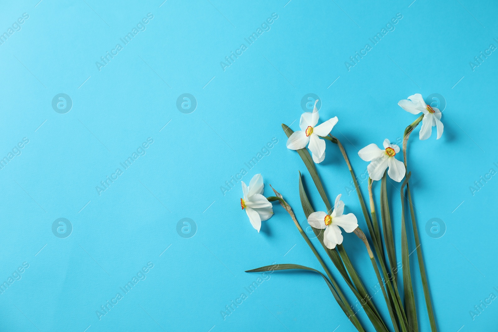 Beautiful daffodils on light blue background, flat lay. Space for text Photo of Beautiful daffodils on light blue background, flat lay. Space for text