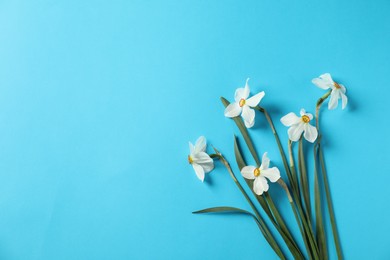 Photo of Beautiful daffodils on light blue background, flat lay. Space for text