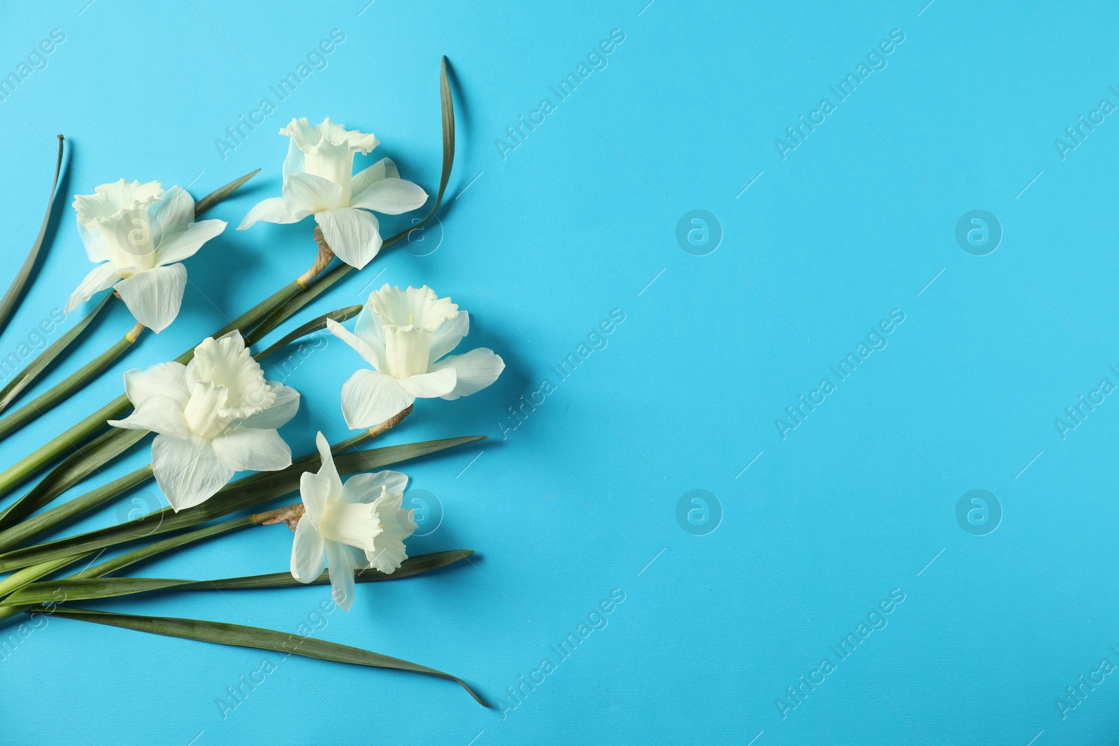 Beautiful daffodils on light blue background, flat lay. Space for text Photo of Beautiful daffodils on light blue background, flat lay. Space for text