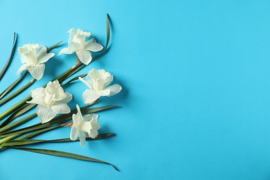 Photo of Beautiful daffodils on light blue background, flat lay. Space for text